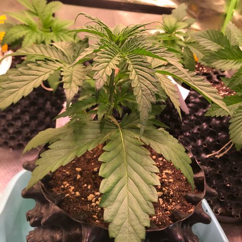 Clementine growlog timeline photo