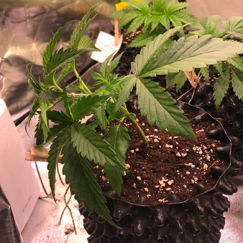 Clementine growlog timeline photo