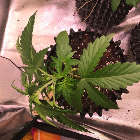 Clementine growlog timeline photo
