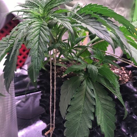 Clementine growlog timeline photo