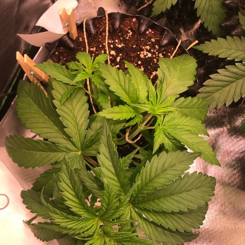 Clementine growlog timeline photo