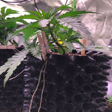 Mimosa x Orange Punch II growlog timeline photo