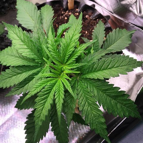 Mimosa x Orange Punch II growlog timeline photo