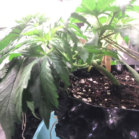 Clementine growlog timeline photo