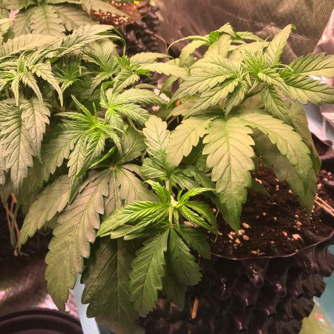 Clementine growlog timeline photo