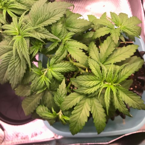 Clementine growlog timeline photo