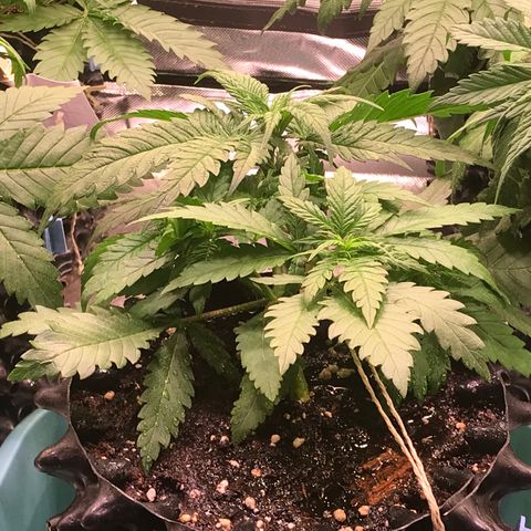Mimosa x Orange Punch II growlog timeline photo
