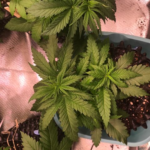 Mimosa x Orange Punch II growlog timeline photo
