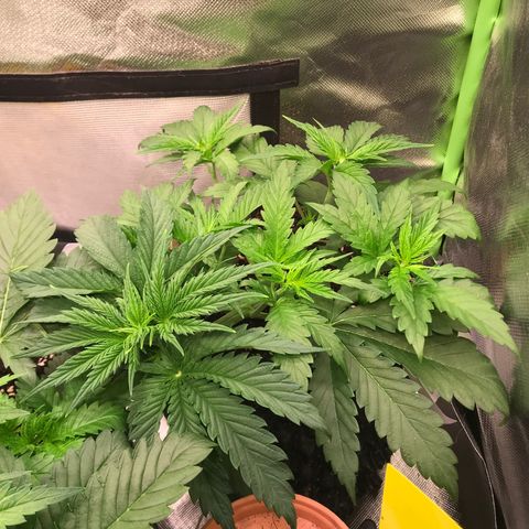 Clementine growlog timeline photo