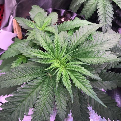 Mimosa x Orange Punch II growlog timeline photo
