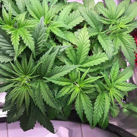 Clementine growlog timeline photo