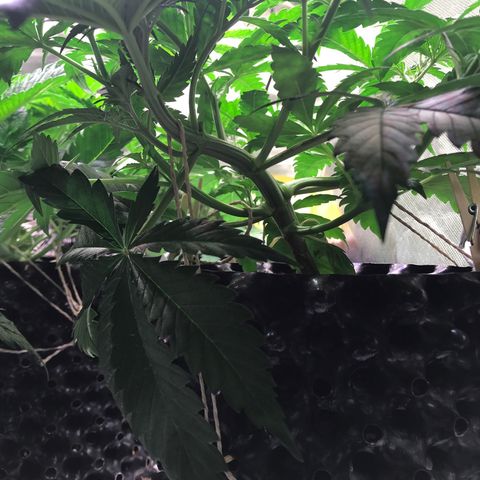 Clementine growlog timeline photo