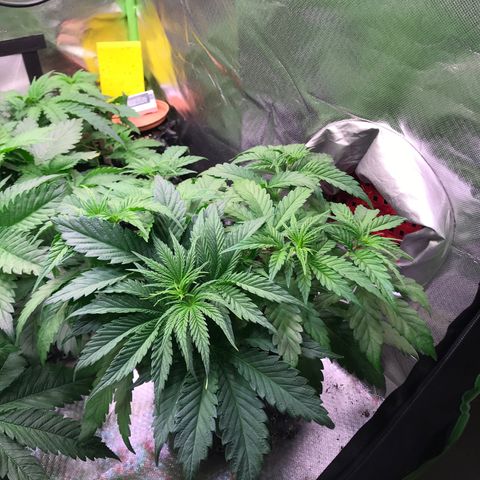 Clementine growlog timeline photo