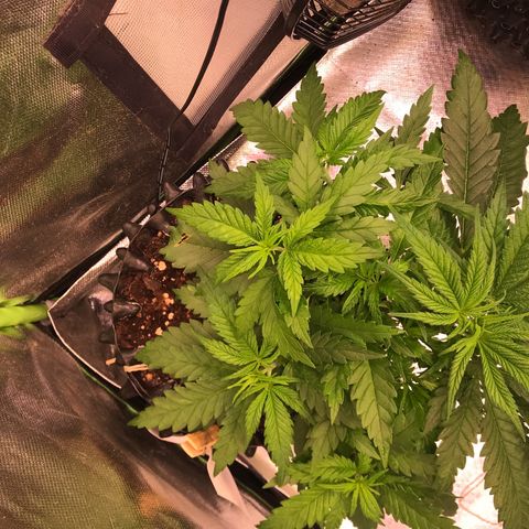 Mimosa x Orange Punch II growlog timeline photo
