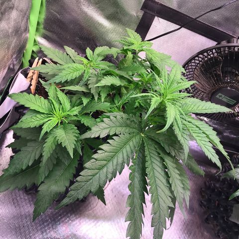 Mimosa x Orange Punch II growlog timeline photo