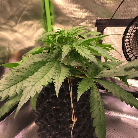 Mimosa x Orange Punch II growlog timeline photo