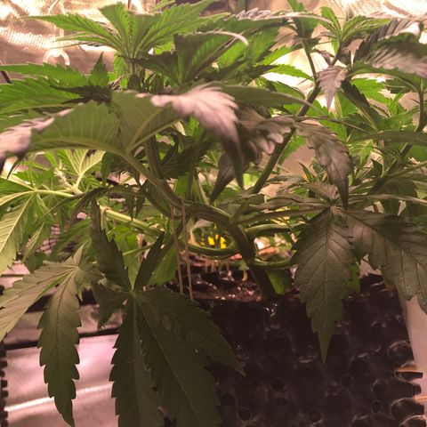 Clementine growlog timeline photo