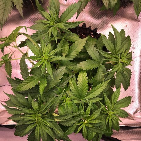 Clementine growlog timeline photo