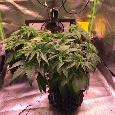 Clementine growlog timeline photo
