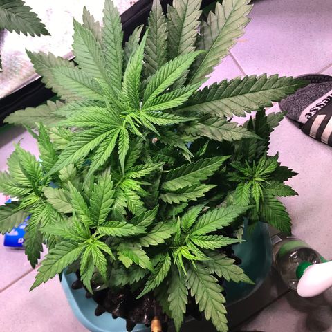 Mimosa x Orange Punch II growlog timeline photo