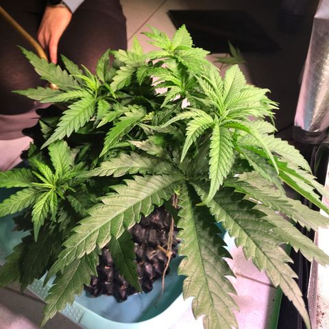 Mimosa x Orange Punch II growlog timeline photo