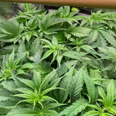 Clementine growlog timeline photo