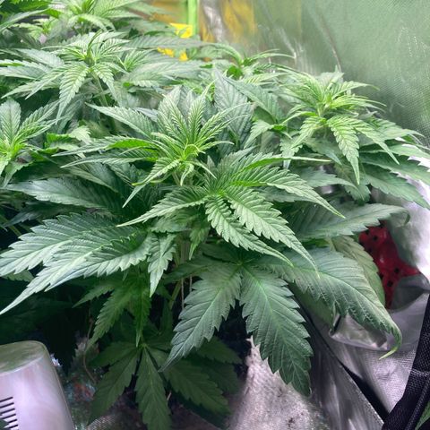 Clementine growlog timeline photo