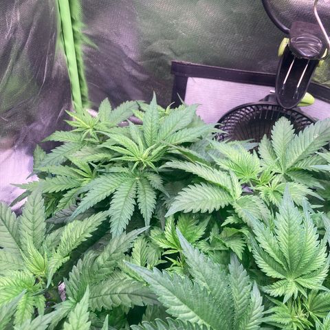 Mimosa x Orange Punch II growlog timeline photo