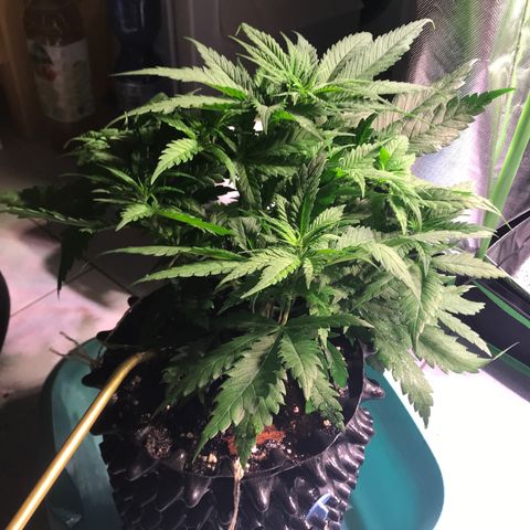Mimosa x Orange Punch II growlog timeline photo