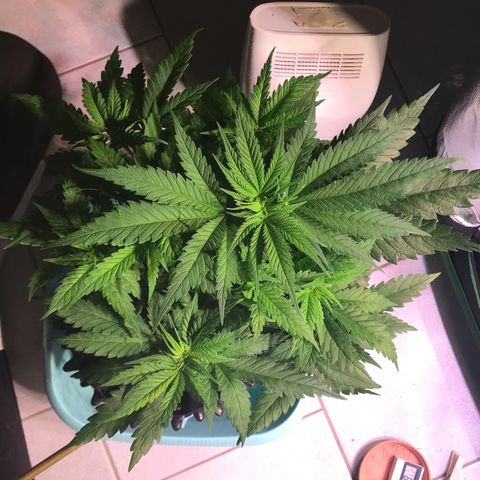 Mimosa x Orange Punch II growlog timeline photo