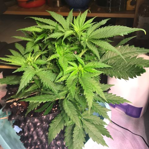 Mimosa x Orange Punch II growlog timeline photo