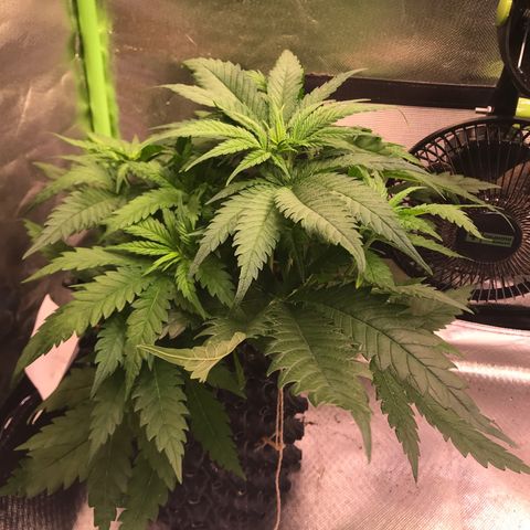 Mimosa x Orange Punch II growlog timeline photo