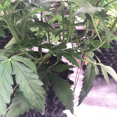 Clementine growlog timeline photo
