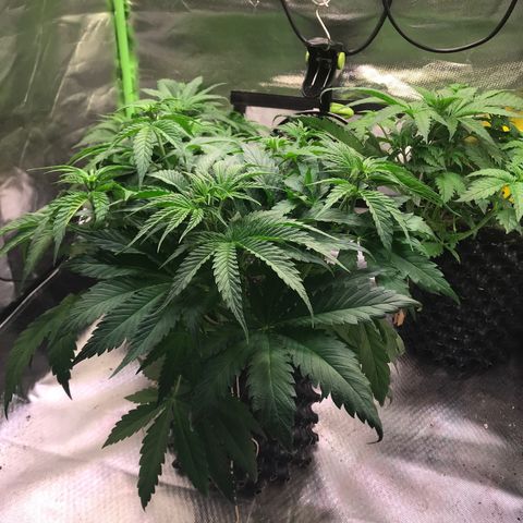 Clementine growlog timeline photo