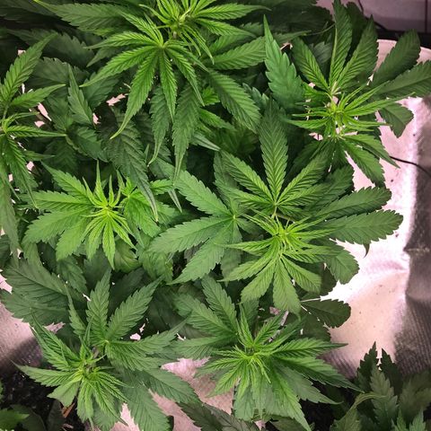 Clementine growlog timeline photo