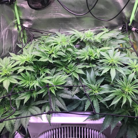 Clementine growlog timeline photo