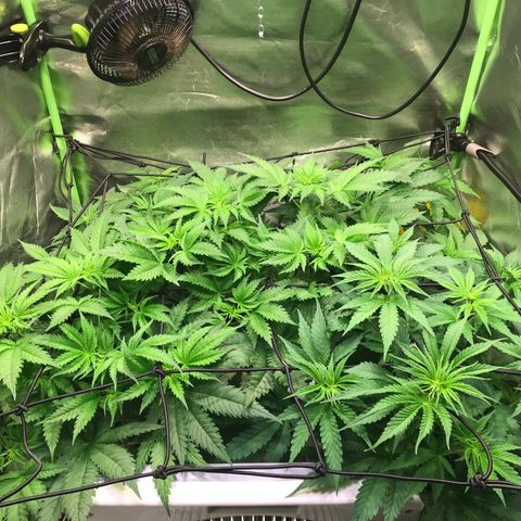 Mimosa x Orange Punch II growlog timeline photo