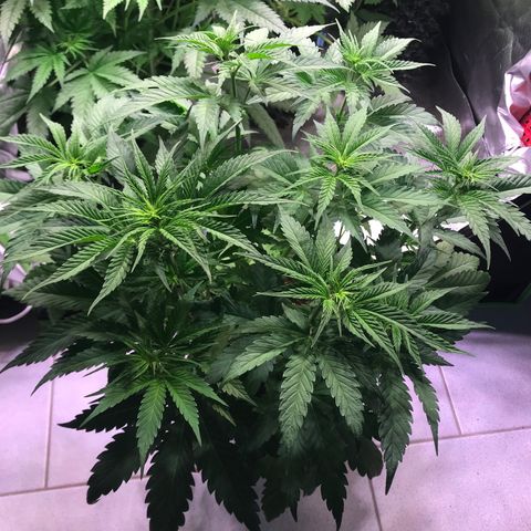 Clementine growlog timeline photo