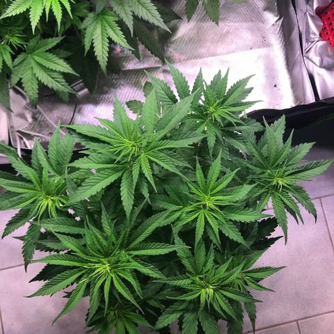 Clementine growlog timeline photo
