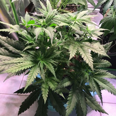 Mimosa x Orange Punch II growlog timeline photo