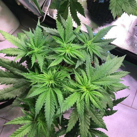 Mimosa x Orange Punch II growlog timeline photo