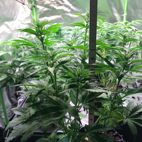 Clementine growlog timeline photo