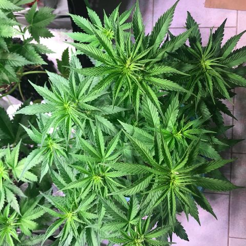 Clementine growlog timeline photo