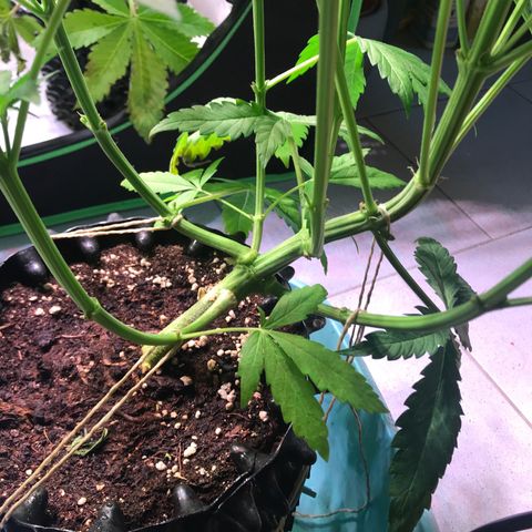 Clementine growlog timeline photo