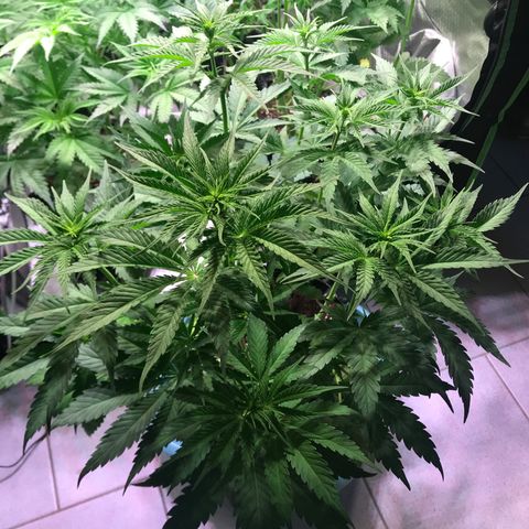 Clementine growlog timeline photo