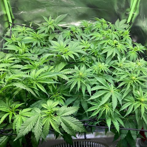 Clementine growlog timeline photo