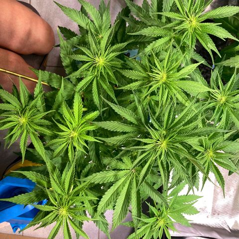 Clementine growlog photo: 2,7kg auf