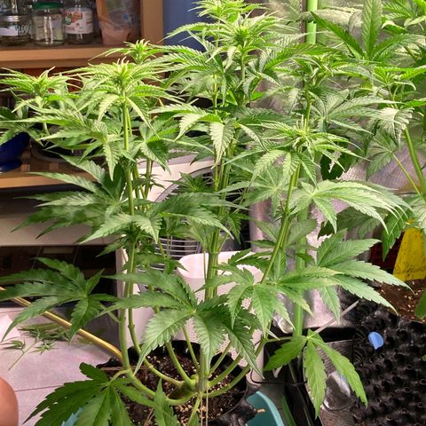 Clementine growlog photo: 2,7kg auf