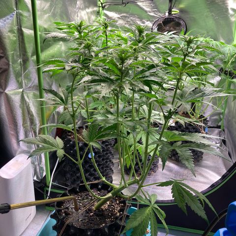 Clementine growlog photo: 2,7kg auf