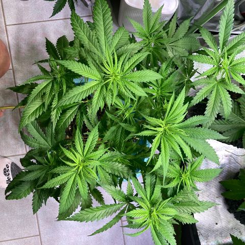 Mimosa x Orange Punch II growlog timeline photo